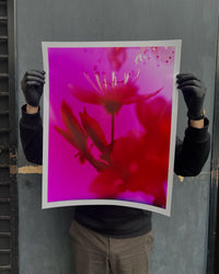 Dream Blossom XXXIV, 2025
