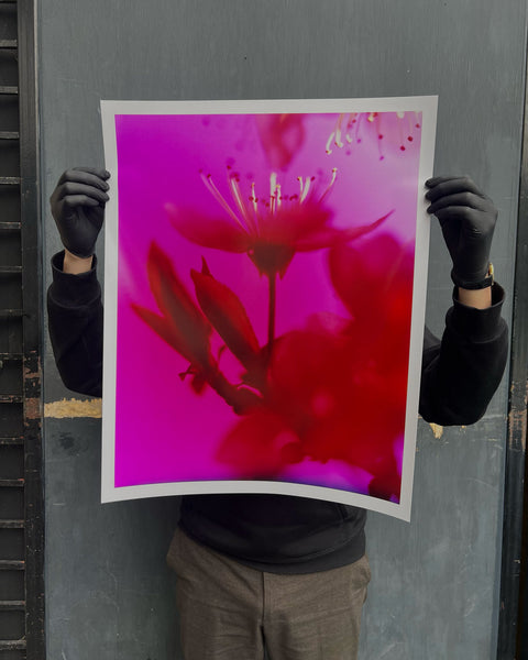 Dream Blossom XXXIV, 2025