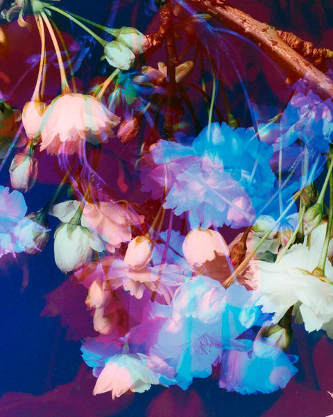 Dream Blossom XII, 2021