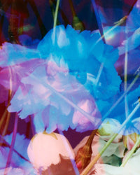 Dream Blossom XII, 2021