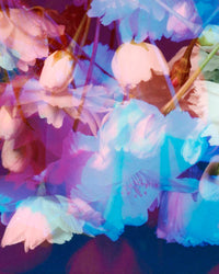 Dream Blossom XII, 2021