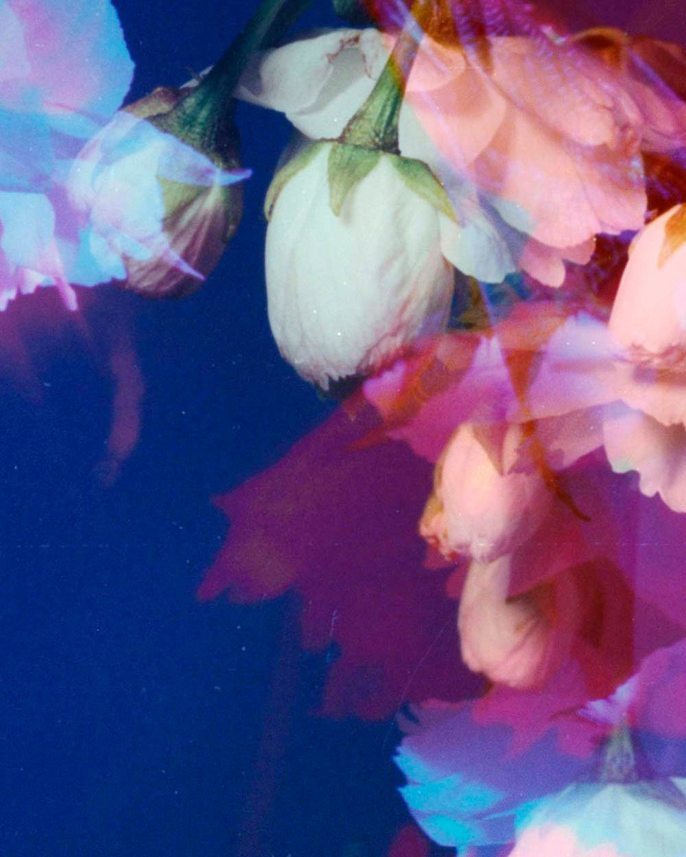 Dream Blossom XII, 2021