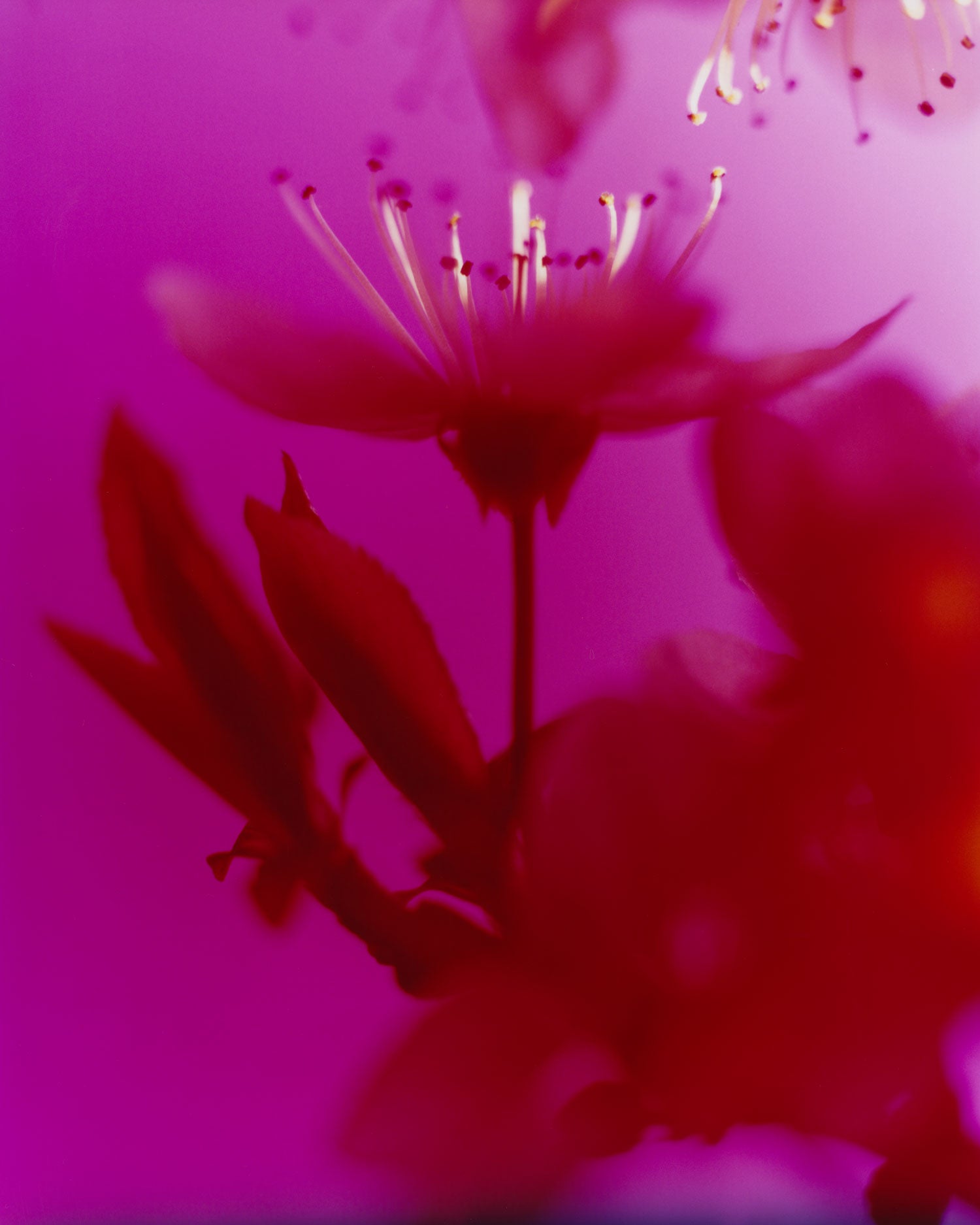 Dream Blossom XXXIV, 2025