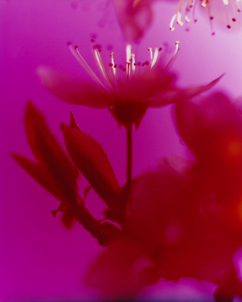 Dream Blossom XXXIV, 2025