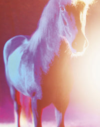 The Horses