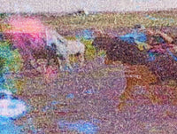 The Horses