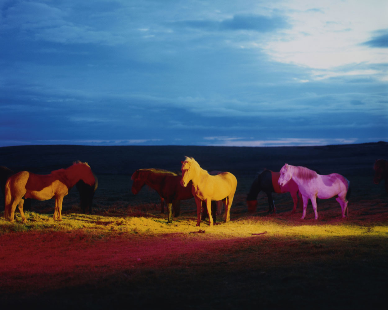 The Horses
