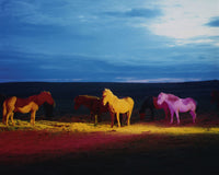 The Horses