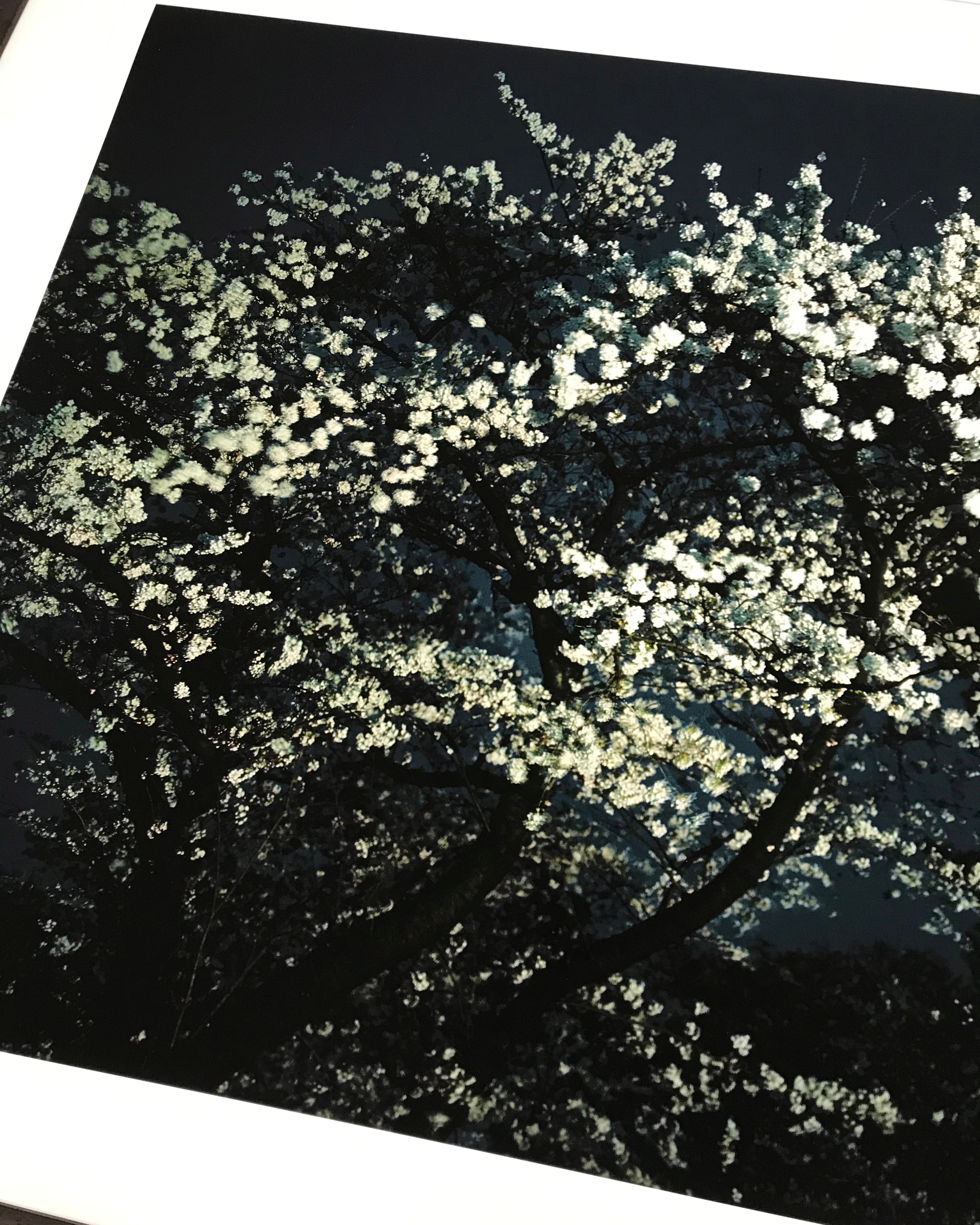 Night Flower (Tokyo II), 2007