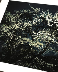 Night Flower (Tokyo II), 2007