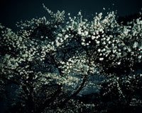 Night Flower (Tokyo II), 2007