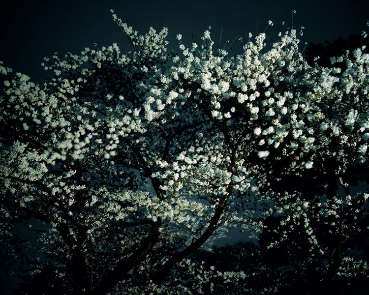 Night Flower (Tokyo II), 2007