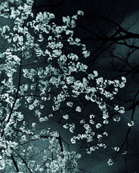 Night Flower (Tokyo IV), 2007