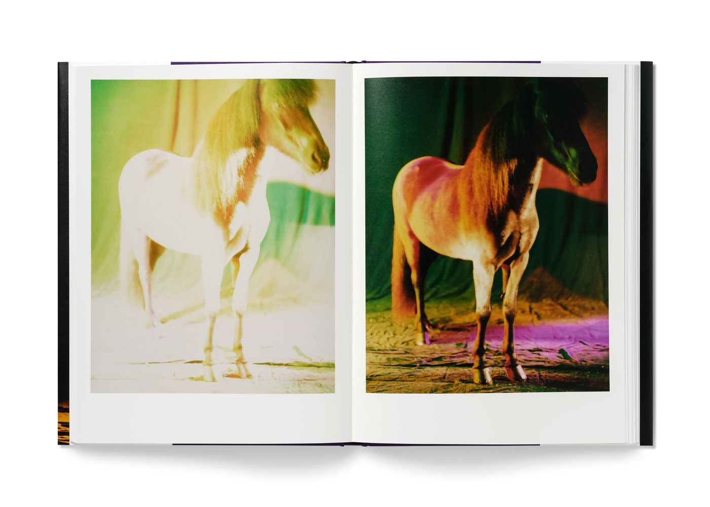The Horses