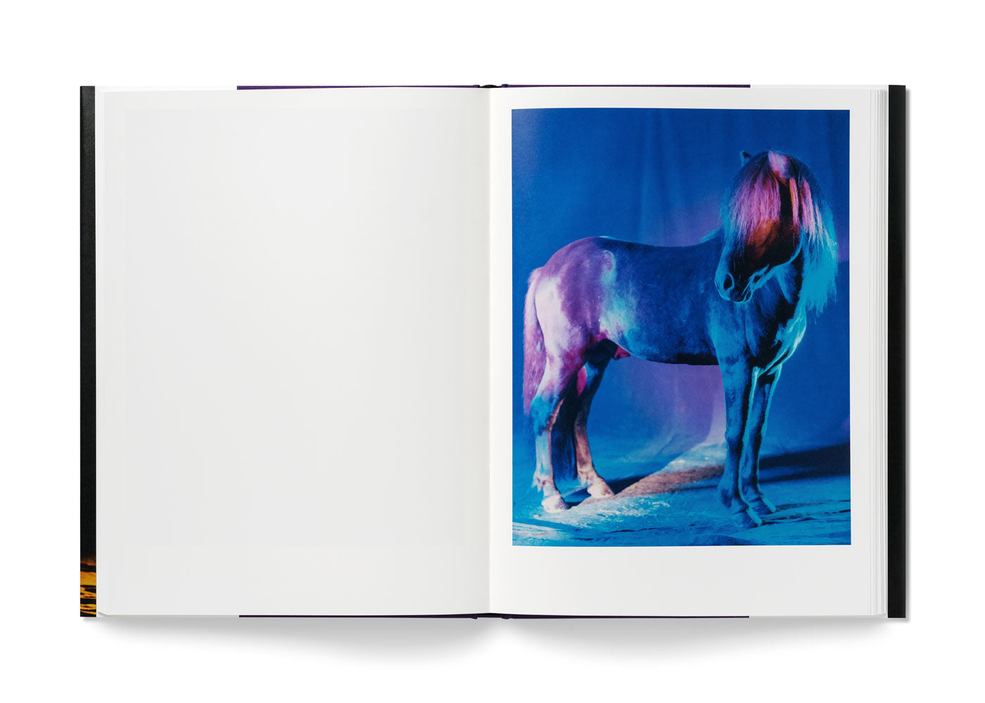 The Horses