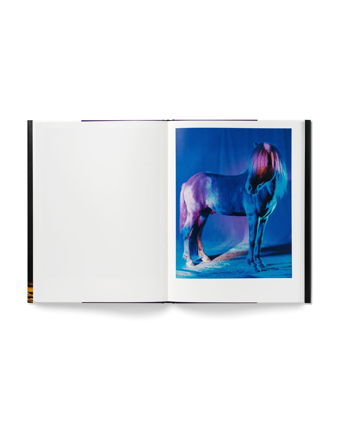 untitled XXVI, 2022 | The Horses