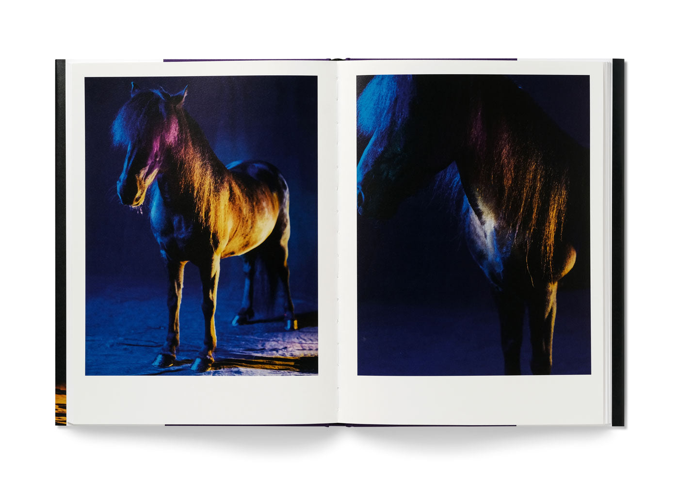 The Horses
