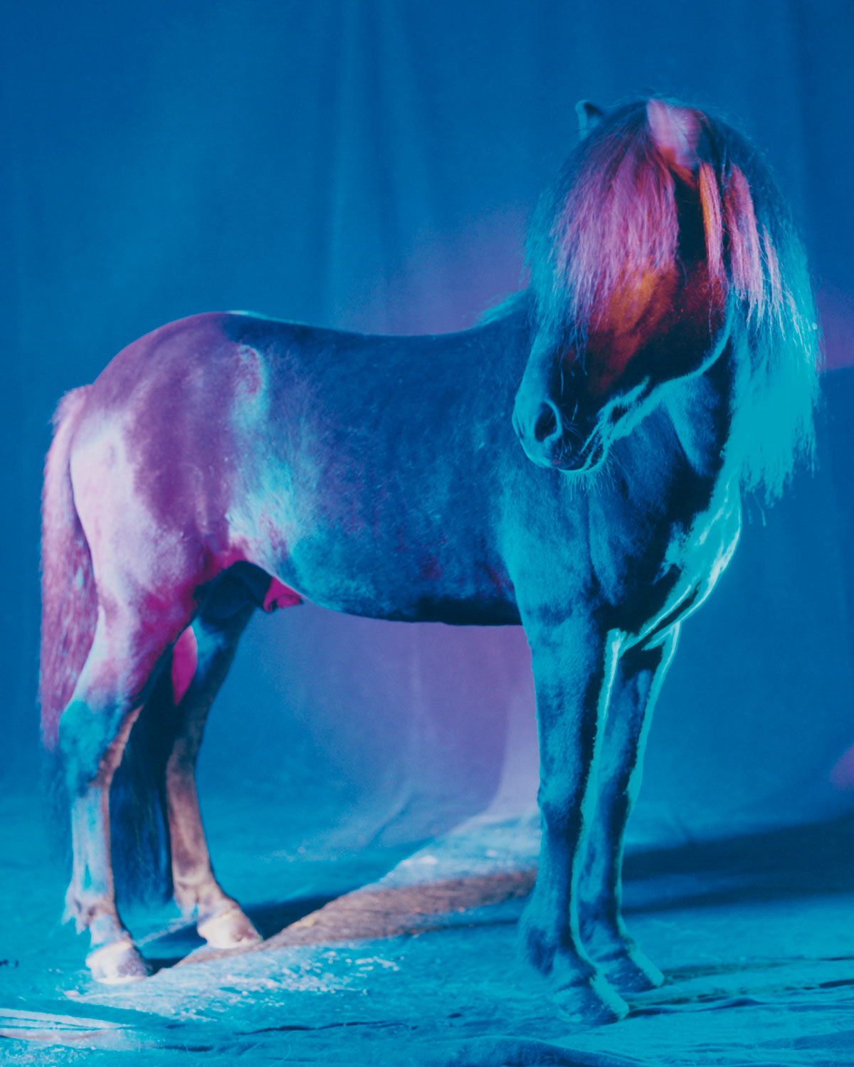 untitled XXVI, 2022 | The Horses