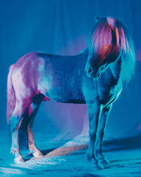 untitled XXVI, 2022 | The Horses