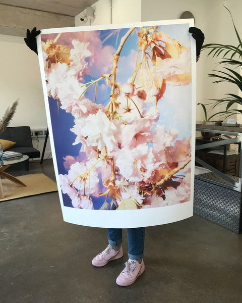 Dream Blossom XIII, 2021