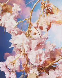 Dream Blossom XIII, 2021