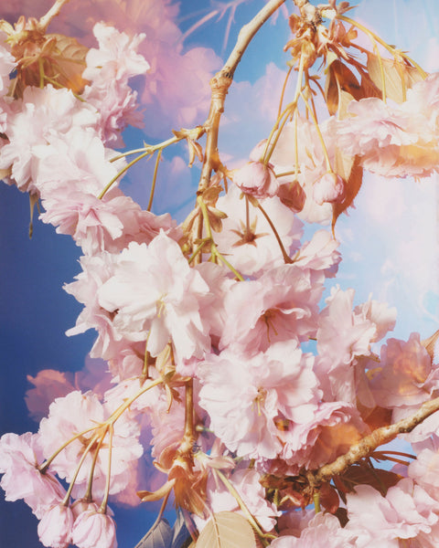 Dream Blossom XIII, 2021