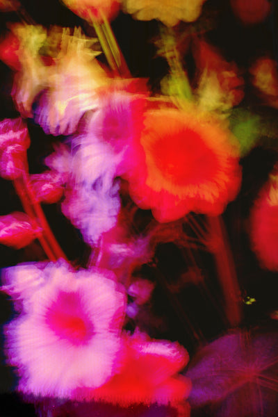 Dream Meadow II, 2019