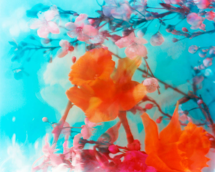 Dream Meadow XXXIV, 2022