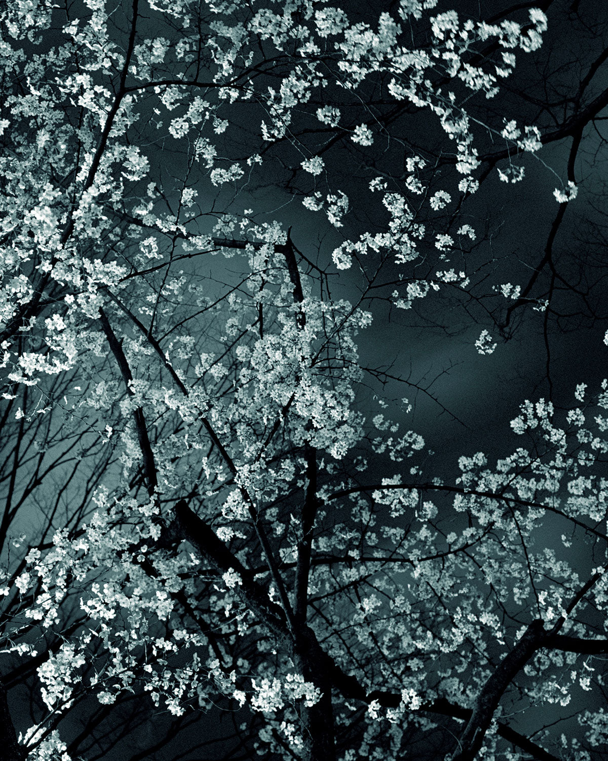Night Flower (Tokyo IV), 2007