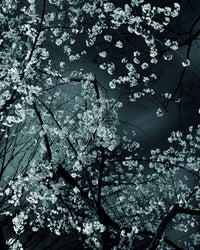 Night Flower (Tokyo IV), 2007