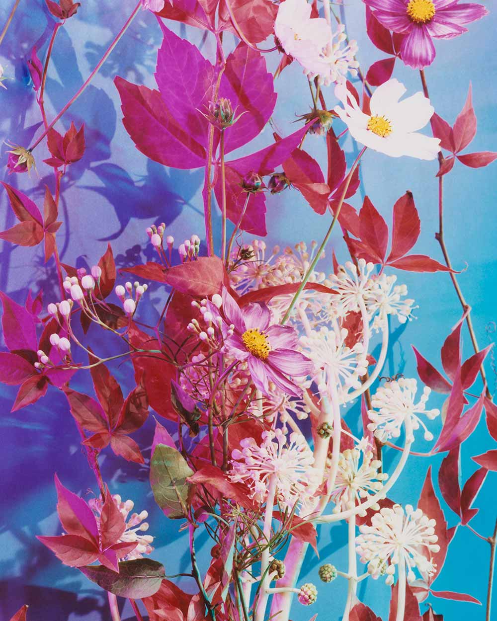 The Brighter The Flowers, The Fiercer The Town. Seen Fifteen