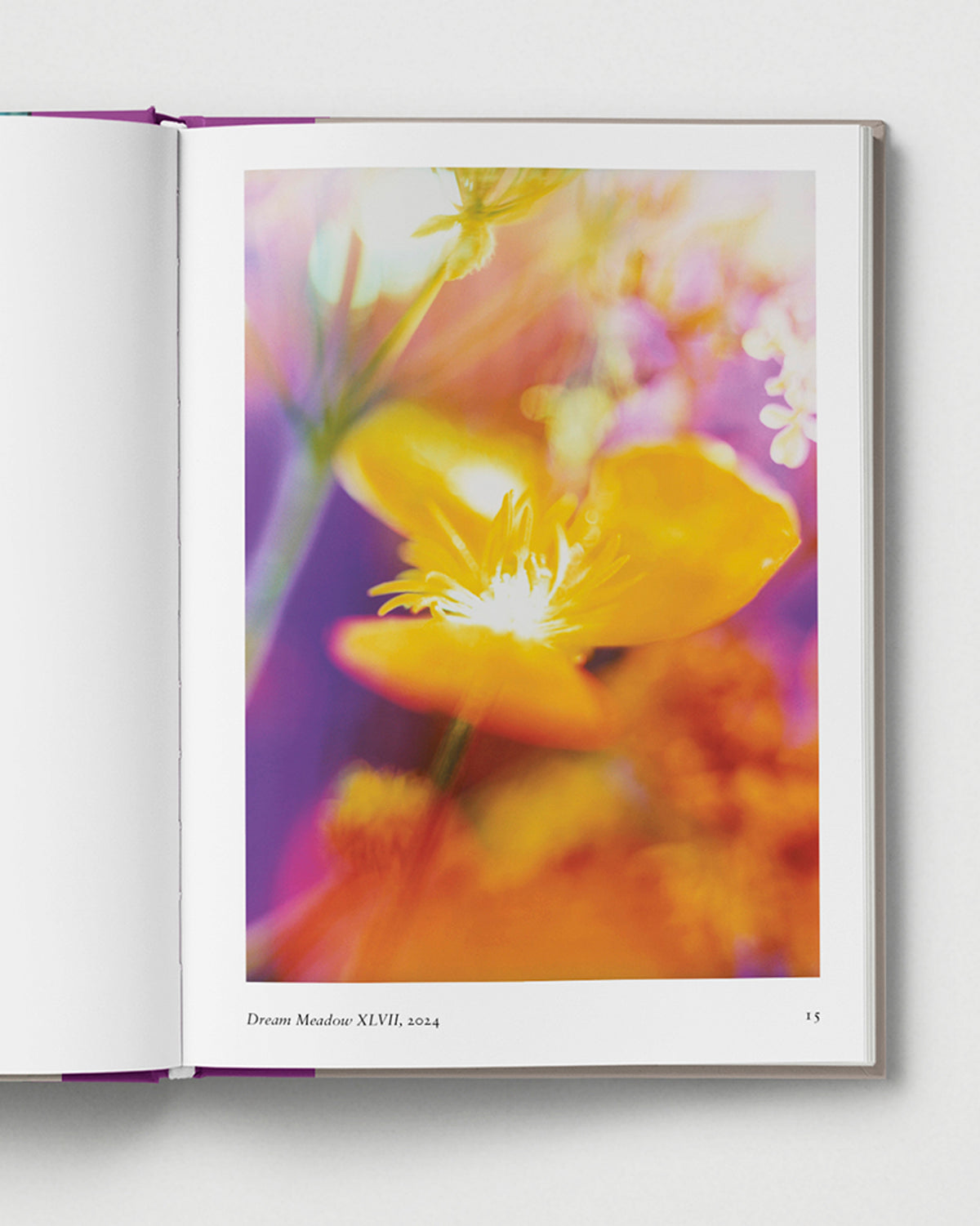 New Photography of the Flower