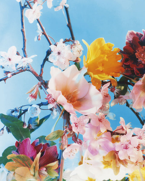 Dream Meadow XII, 2022