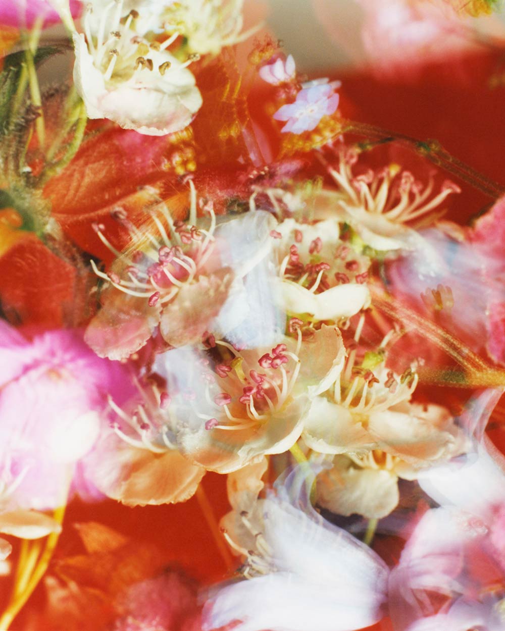 The Brighter The Flowers, The Fiercer The Town. Seen Fifteen