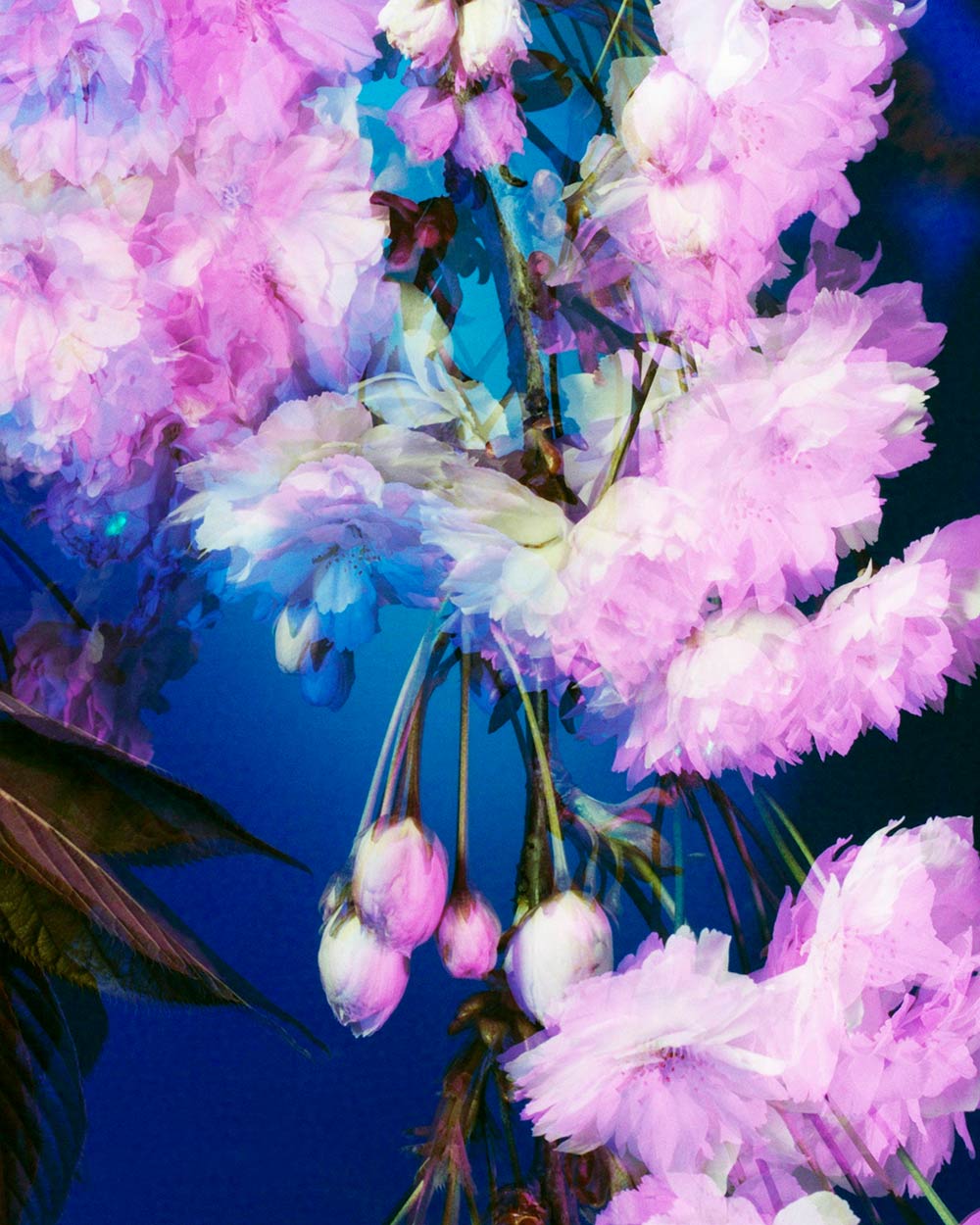 The Brighter The Flowers, The Fiercer The Town. Seen Fifteen