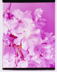 Dream Blossom XL, 2026 | Open Edition
