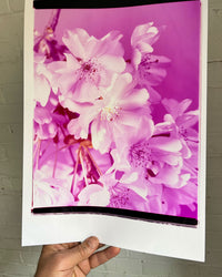 Dream Blossom XL, 2026 | Open Edition