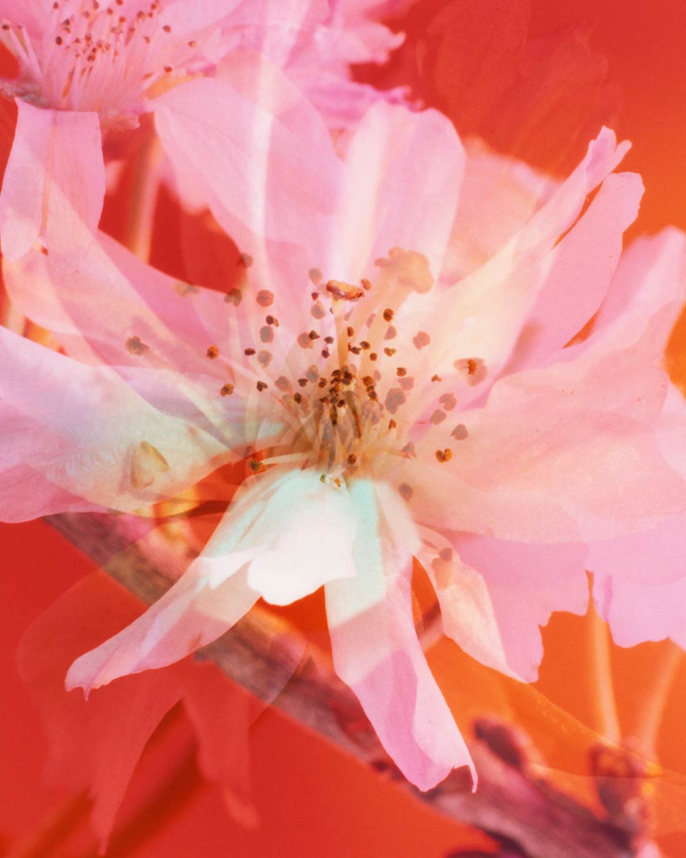 The Brighter The Flowers, The Fiercer The Town. Seen Fifteen