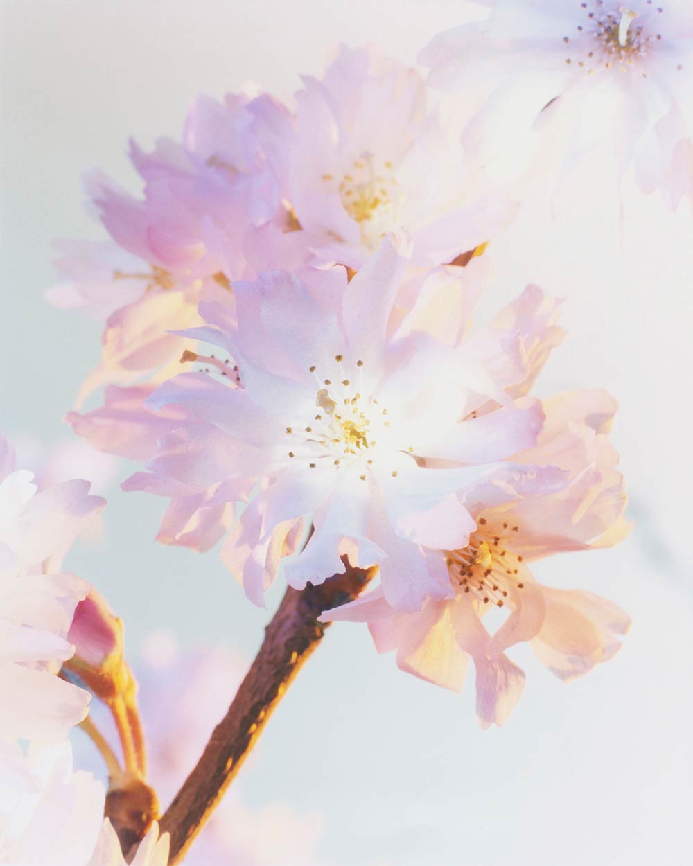 The Brighter The Flowers, The Fiercer The Town. Seen Fifteen