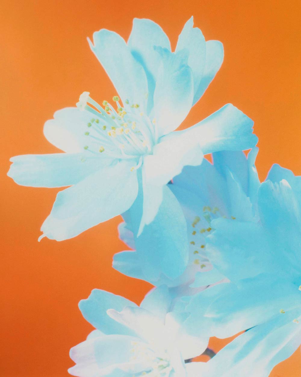 The Brighter The Flowers, The Fiercer The Town. Seen Fifteen