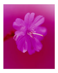 Dream Blossom XXXIII, 2024