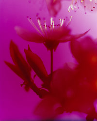 Dream Blossom XXXIV, 2025 10x8