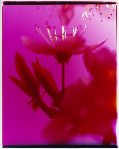 Dream Blossom XXXIV, 2025
