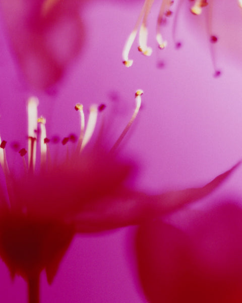 Dream Blossom XXXIV, 2025