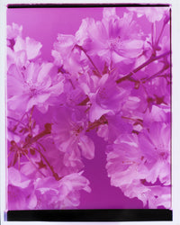 Dream Blossom XXXIX, 2026 | Open Edition