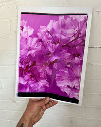 Dream Blossom XXXIX, 2026 | Open Edition