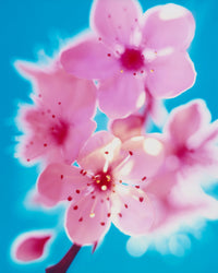 Dream Blossom XXXV, 2024