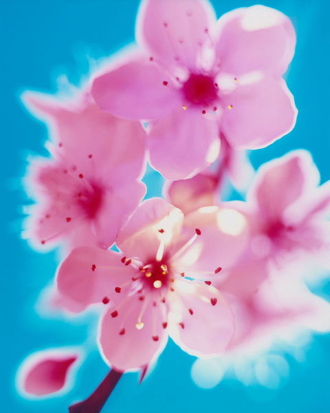 Dream Blossom XXXV, 2024