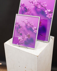 Dream Blossom XXXVII, 2025