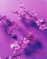 Dream Blossom XXXVII, 2025